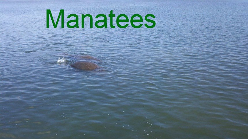 Mannatees